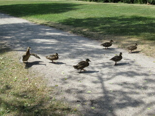 Mother mallards leading its babies across a dirt road.