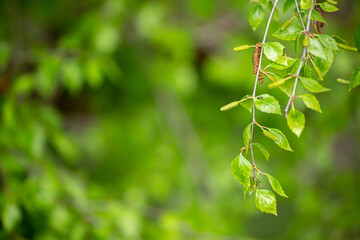 Birch close-up as a background. Birch leaves, branches and bark as a concept of birch sap.