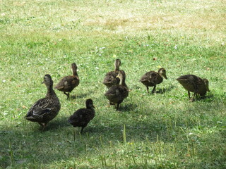 Mother mallard with its babies on grass at summer.