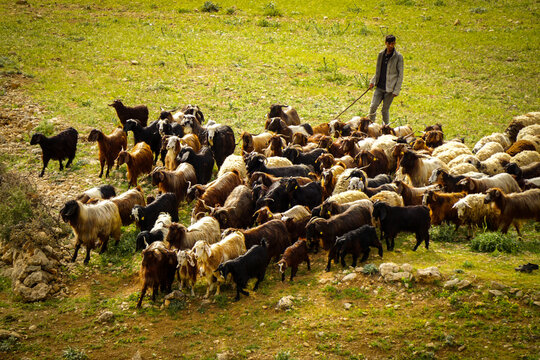 9 May 2022 Derik Mardin Turkey. Goat herd being herded by herder men on the field