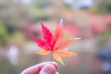 楓の葉
