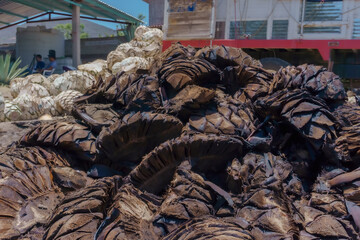 cooked mezcal agave ready for grinding