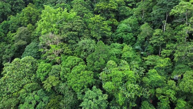 Aerial View of Dense Tropical Rainforest Canopy
