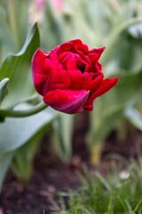 Flowers in spring at Keukenhof Lisse, Netherlands, Holland