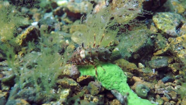 Macro shooting crayfish Acanthogammarus deep underwater in animal world of peculiar wild nature of Lake Baikal in Siberia Russia.