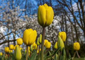 Fototapeta premium Flowers in spring at Keukenhof Lisse, Netherlands, Holland