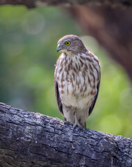 Shikra (Juvenile).shikra is a small bird of prey in the family Accipitridae found widely distributed in Asia and Africa where it is also called the little banded goshawk. 