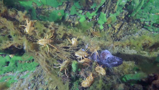 Macro shooting crayfish Acanthogammarus deep underwater in animal world of peculiar wild nature of Lake Baikal in Siberia Russia.