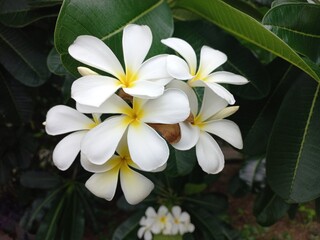 Obraz premium white flowers