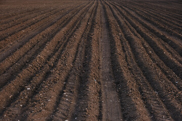Freshly plowed and sown field, time for sowing.