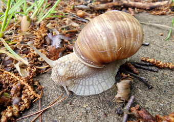 Spring walk of the vine snail on the sidewalk in the city of Lodz.