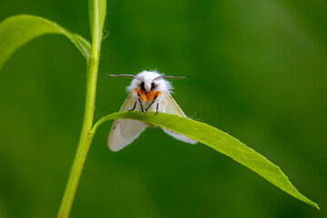 An American white moth lives in the wild, North China