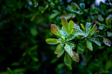 The plant branch in raindrops. Shrub with green and red leaves of barberry bush. Close-up. Nature background. After rain. Cloudy weather. Springtime season. Garden details. Freshness. Copy space