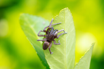A spider lives in the wild, North China
