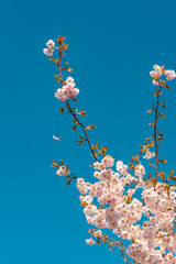 Kirschblüte im Frühling