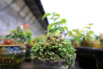 The bryophytes in the flower pot are in a nursery, North China