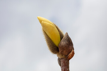 Magnolia buds are in the park, North China