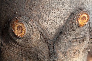 Cross section of branches, close-up photo