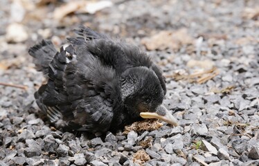 Oisillon à plumage noir tombé du nid