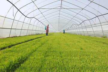 farmers conduct routine management in rice seedling greenhouse, North China