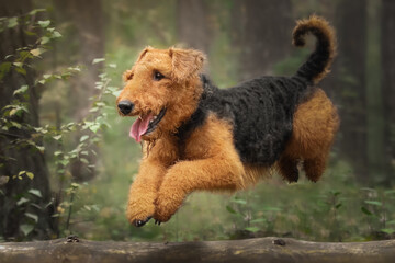 Airedale terrier dog playing in forest