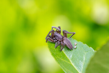 A spider lives in the wild, North China