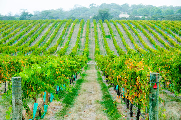 Barossa Valley - South Australia