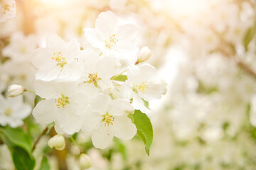 Obraz premium White flowers branch blooming apple tree.