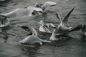 Black headed gulls, chroicocephalus ridibundus