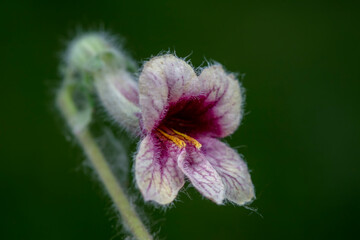 The flowers of Radix Rehmanniae in the wild, North China