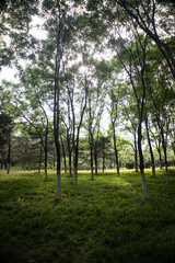 Fototapeta premium sunset in the woods