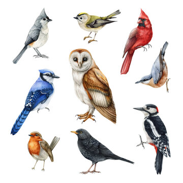 Forest birds watercolor realistic set. Barn owl, woodpecker, blue jay, red cardinal, titmouse, robin watercolor illustrations. Forest and backyards birds set. Realistic hand drawn wildlife avians