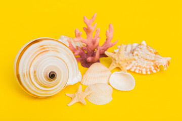 Obraz premium Beach seashells on colored background. Mock up with copy space