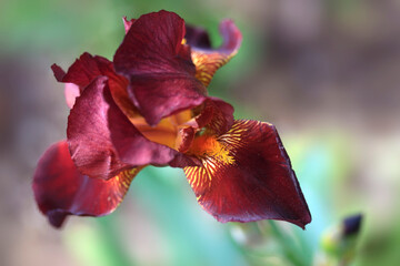 Beautiful iris on nature background