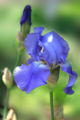 Beautiful iris on nature background