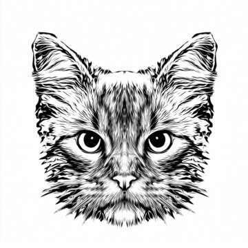 abstract cat muzzle illustration, graphic design concept art