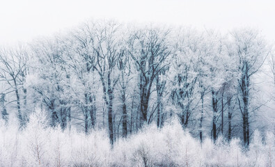 Fototapeta na wymiar Frozen forest in winter