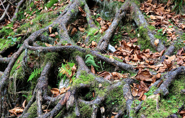 autumn tree root