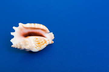 Beach seashells on colored background. Mock up with copy space
