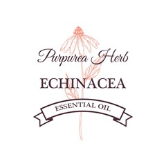 Hand drawn vintage Echinacea extract design isolated on white. Vector illustration in sketch style - obrazy, fototapety, plakaty