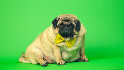 Beige fat pug with yellow bow tie on green background. Cute dog with obese posing in studio.