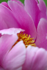 Fototapeta na wymiar Blooming bright pink 