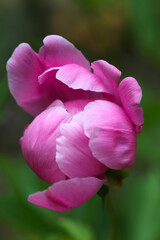 Blooming bright pink "Chinese peony(Shakuyaku)" flower head close up macro photography.