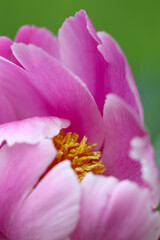 Blooming bright pink "Chinese peony(Shakuyaku)" flower head close up macro photography.