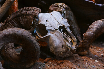 Old ram skull somewhere in a desert 