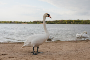 Graceful white swans on the lake. Mute swans, wildlife scene