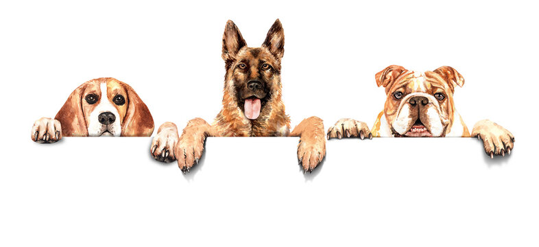 watercolor Beagle, German shepherd and bulldog with blank board. Dogs set above banner. dogs holding sign or banner. Dogs hanging paws over white sign. Isolated on white background.