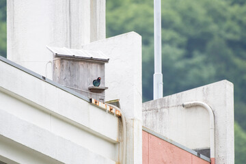 Broad-billed roller peeking out from bird box