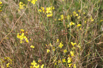 yellow flowers in the grass