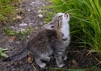 Little motley kitten sniffs the grass. Gray cat